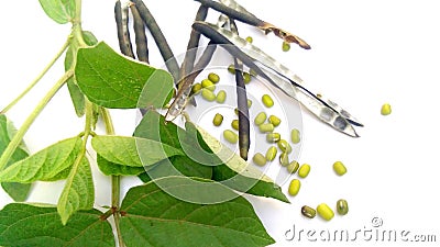 Vigna radiata moong beans monggo mungoo plant fruits Stock Photo